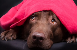 un chien apeuré se cache sous une couverture