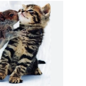 Les Styles d&rsquo;Attachement