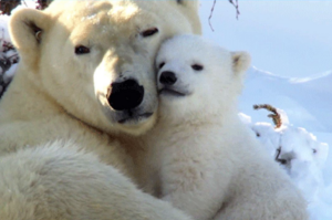 L'attachement secure ou la confiance dans le lien à l'autre