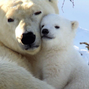 L&rsquo;Attachement Secure