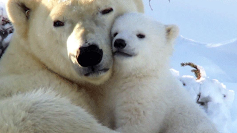 L&rsquo;Attachement Secure